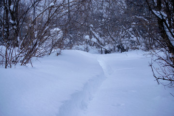road in winter forest