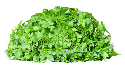 Bush of fresh fragrant basil isolated on white. Clipping path. Element of your design.