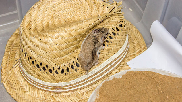 Chinese Hamster on straw hat