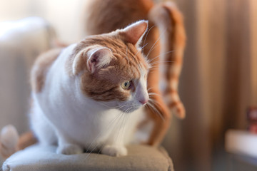 gato blanco y marrón en fondo naranja, iluminado por la luz de la ventana, mira a la izquierda