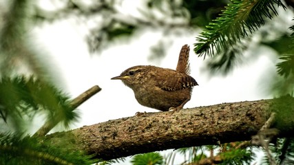 Fledgling Wren