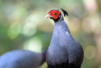 Siamese Fireback (Lophura diardi) at national park in Thailand.