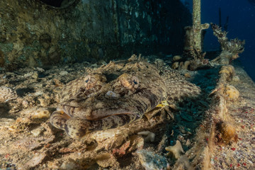 Fish swim in the Red Sea, colorful fish, Eilat Israel