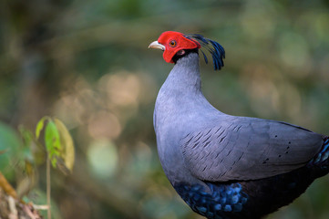 Siamese Fireback (Lophura diardi) at national park in Thailand.