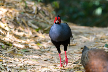 Siamese Fireback (Lophura diardi) at national park in Thailand.