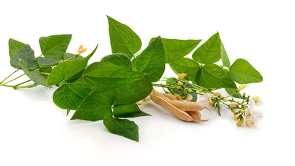 Bean pods with flowers and leaves.