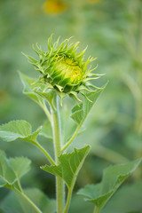 Baby Green Sunflower on natural background. Sunflower blooming in garden