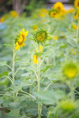 Baby Green Sunflower on natural background. Sunflower blooming in garden