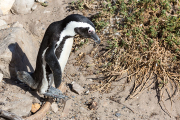 Obraz premium Close up of an African penguin (Spheniscus demersus) walking on Betty's Bay, South Africa