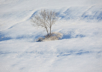 Fototapeta na wymiar a tree on a snowy field