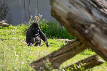Obraz premium Gorilla
