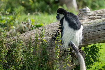 Colobus Monkey
