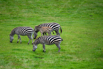 Fototapeta na wymiar Grant's Zebra