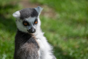 Black and White Ruffed Lemur