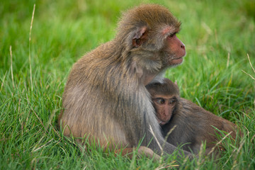 Rhesus Macaques
