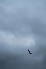 Himmel Vogel Möwe