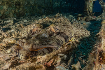 Fish swim in the Red Sea, colorful fish, Eilat Israel