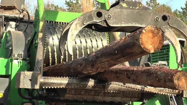 Tree trunks being unloaded from a trailor and then fed and chopped between the heavy drums of a shredding machine