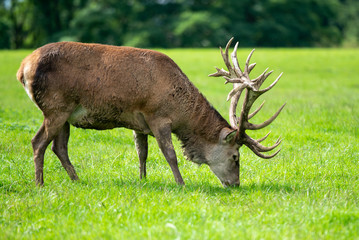 Red Deer