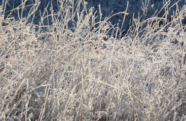 many strands of frozen grass
