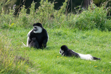 Obraz premium Colobus Monkey