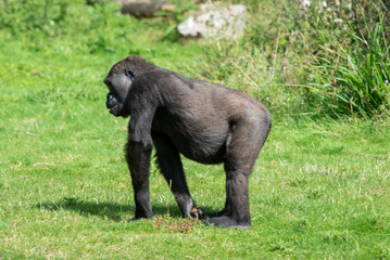 Gorilla
