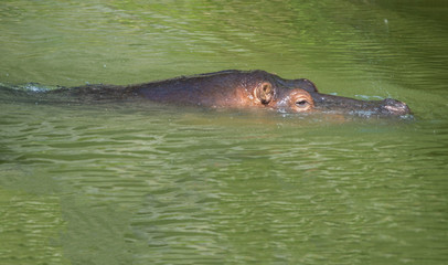 Obraz premium Hippopotamus