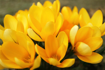 Obraz premium Yellow Crocuses