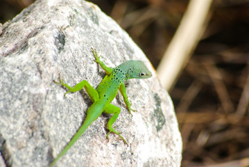 Naklejka na ściany i meble Very green lizard on the stone. 