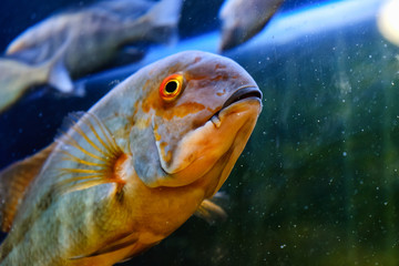 Exotic tropical fish closeup swimming underwater