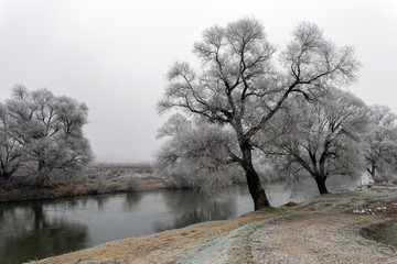 Obraz na płótnie Canvas Frosty trees along the river Sajo on a winter day