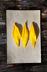 Yellow Petals on Old Paper