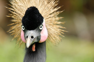 Fototapeta premium portrait of a grey crowned crane