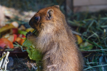 Marmot eating a cabbadge, carrot and apple on grass.