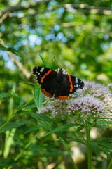 Admiral Schmetterling