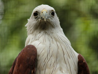 Beautiful portrait of Brahminy kite bird (Haliastur Indus) looking forward