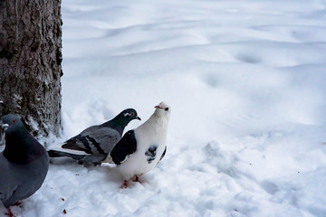 pigeon on the snow