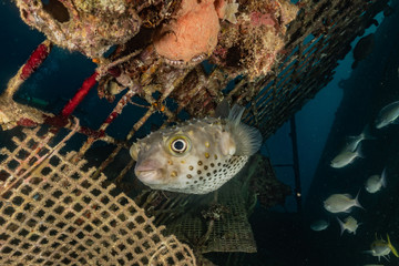 Fish swim in the Red Sea, colorful fish, Eilat Israel © yeshaya