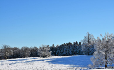 a meadow between forests in winter