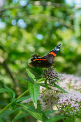 Admiral Schmetterling