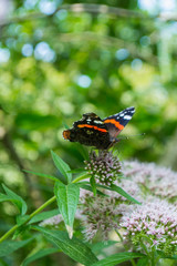 Admiral Schmetterling