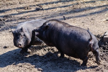 Agriculture pork meat piggy piglet,  food farming.