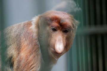 Close up expression of proboscis monkey (Nasalis larvatus) or long-nosed monkey