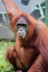 Close up photo of orangutan (Pongo) in the zoo