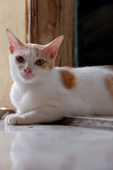 Funny expression of cute domestic cat looking forward, close up photography of white cat