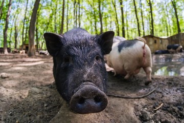 Pig animal on farm, mammal domestic nose, field piglet.