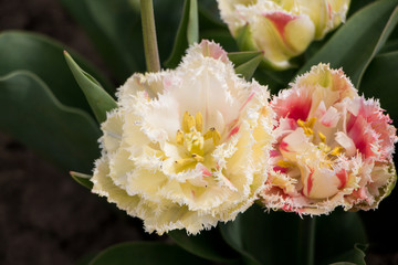 Pink tulip bud in the garden 