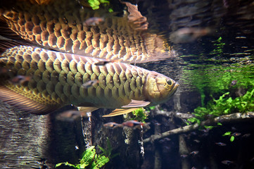 悠然と泳ぐ美しい観賞魚のアジアアロワナ