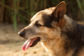 Dog beautiful face close up.
