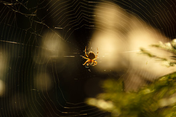 Spider on web beautiful macro